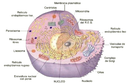 partes de una celula eucariota