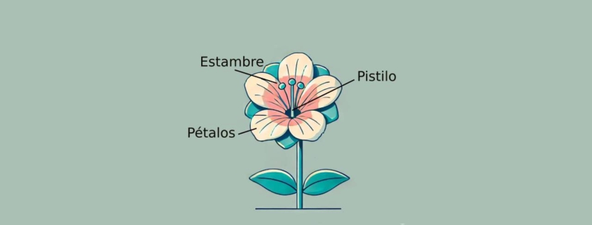 partes de una flor