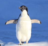 penguin_