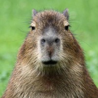 murybara