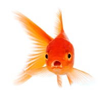 goldfish_