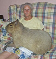 Sir_Capybara