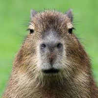 CapybaraResume