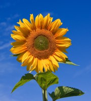 sunflower222