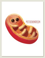 mitocondriaco